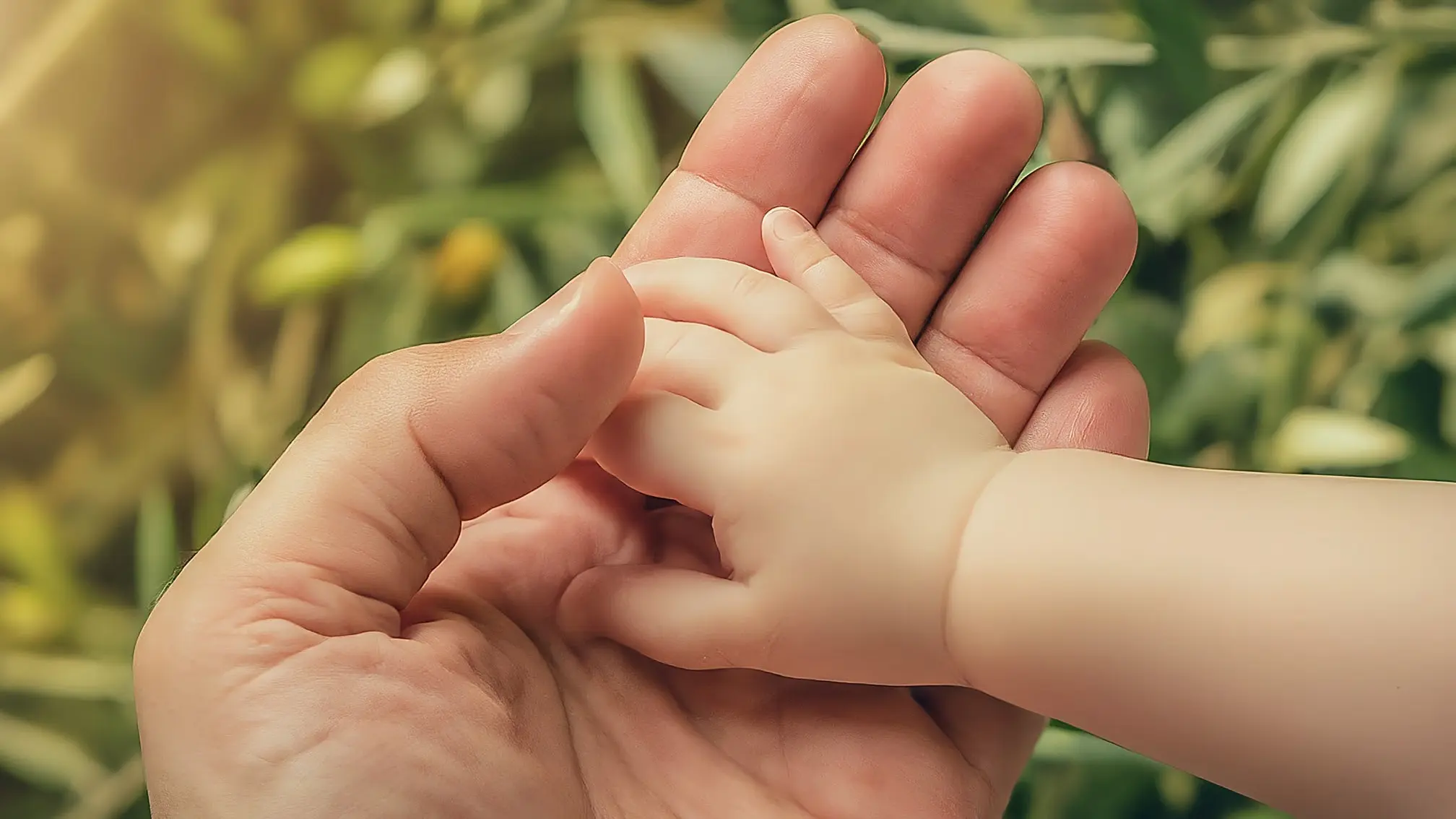 La mano de un adulto sosteniendo la mano de un bebé, sobre un fondo de hojas de olivo.