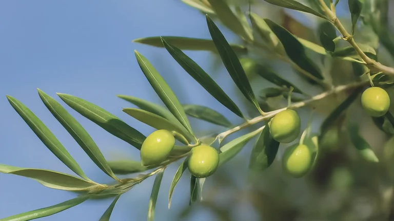 Una rama de olivo con hojas de color verde intenso sobre un fondo de cielo azul claro.